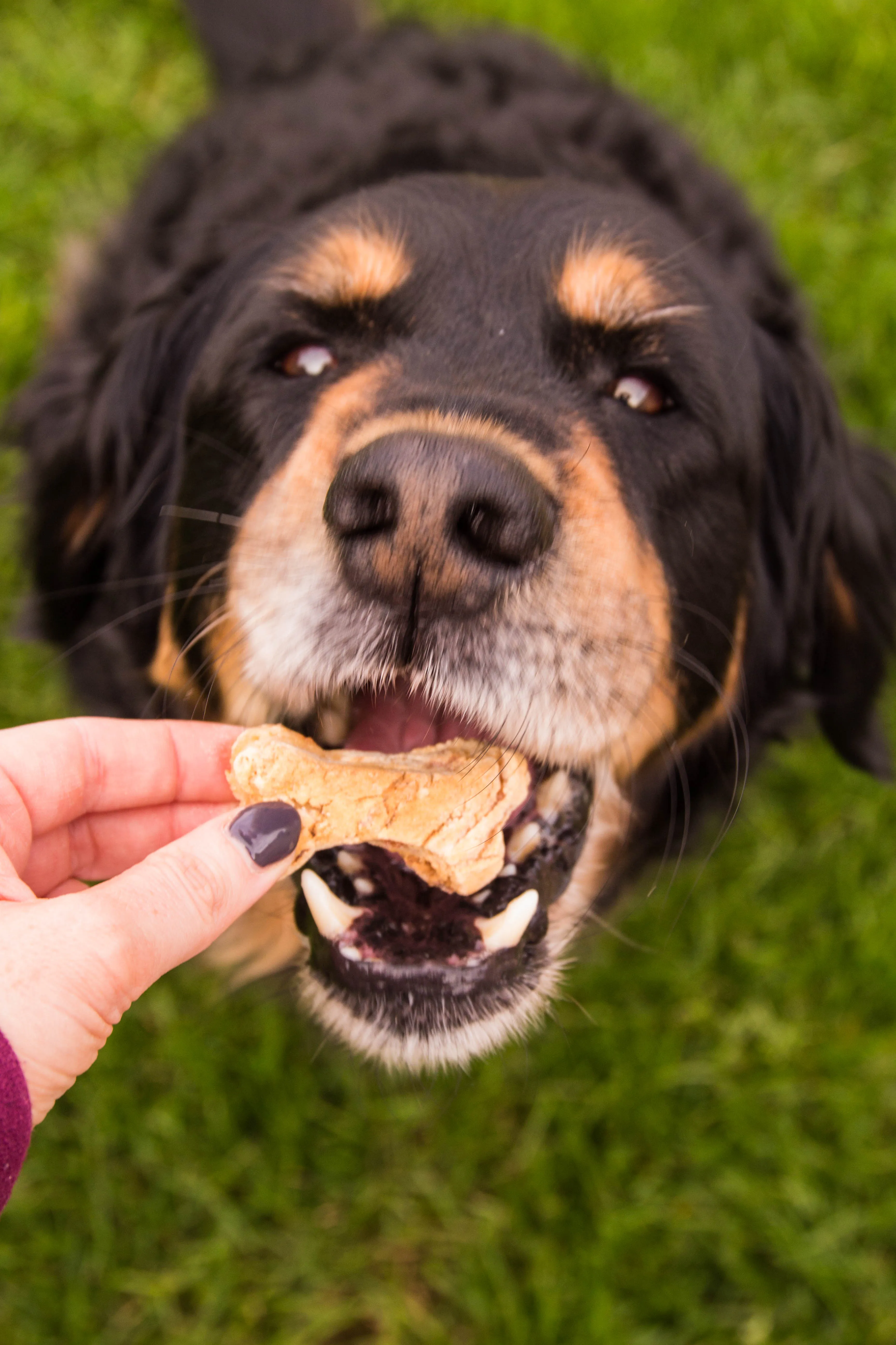 Apple Pie Happy Tails Barkery Natural Dog Treats
