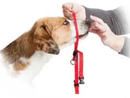Gentle Leader Headcollar Red