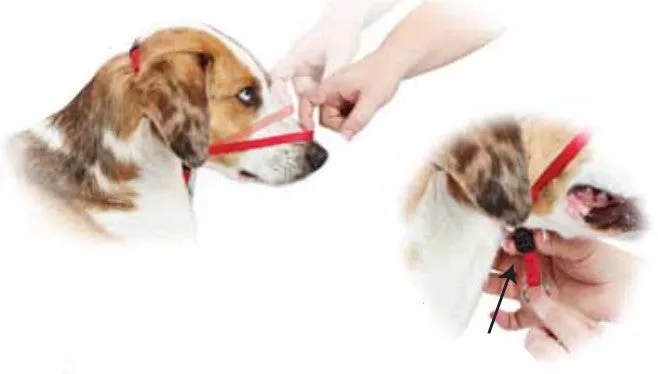 Gentle Leader Headcollar Red
