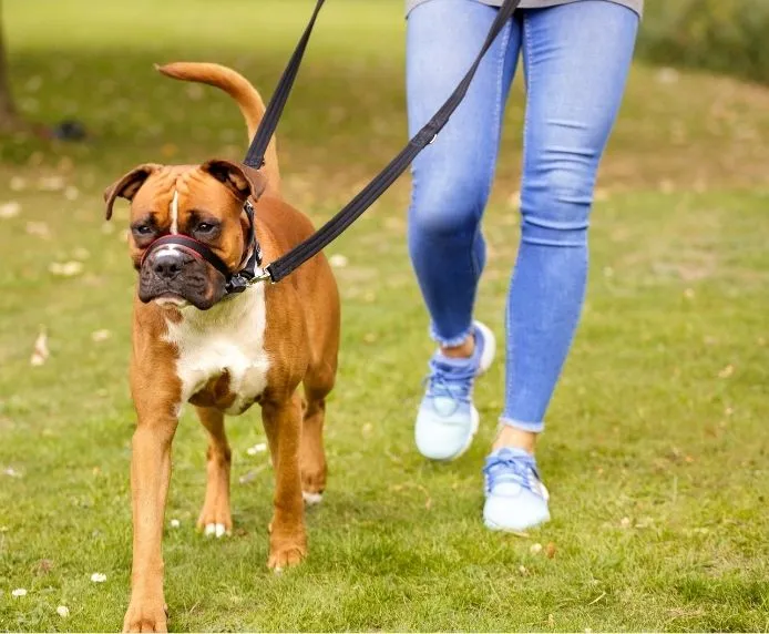 Halti Optifit Dog Headcollar