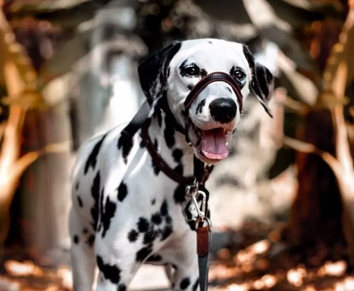 Halti Optifit Dog Headcollar