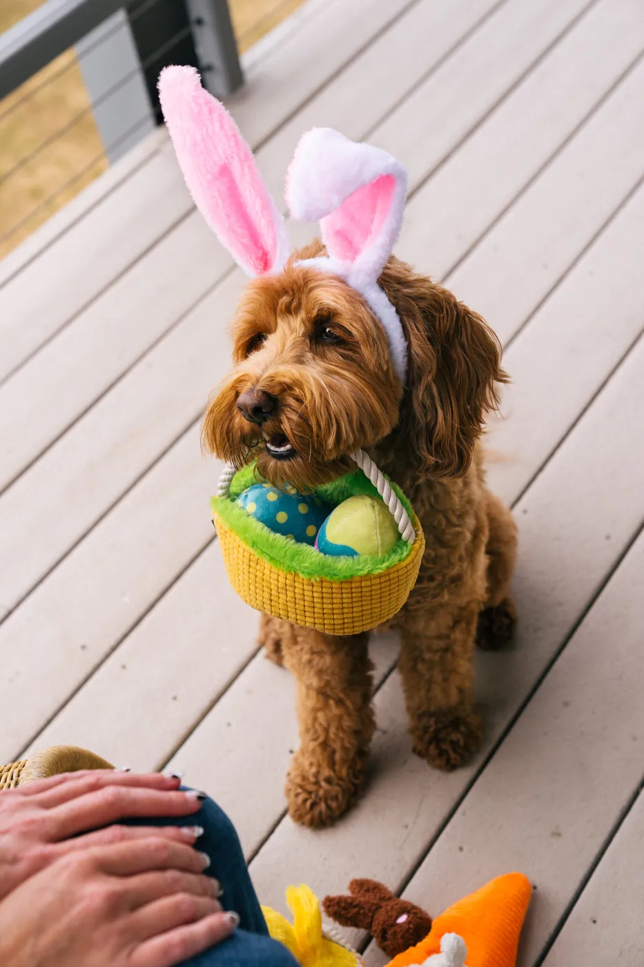 Hippity Hoppity Collection