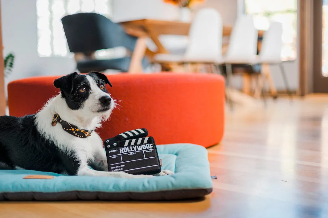 Hollywoof Cinema Collection