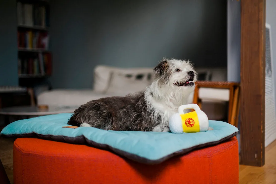 Hollywoof Cinema Collection