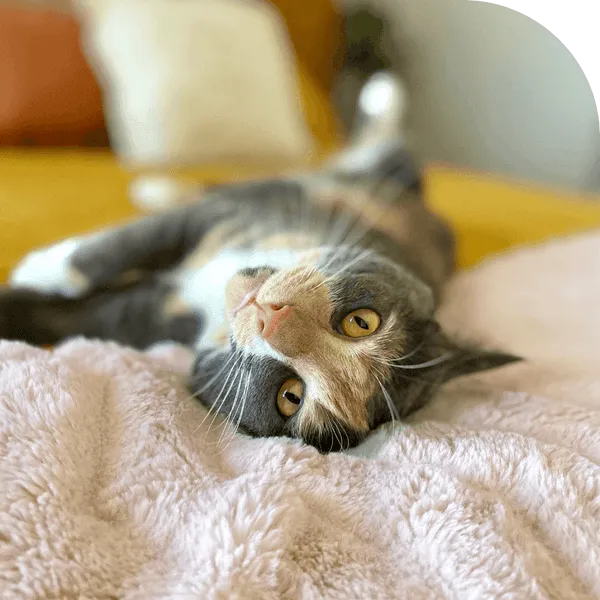 Natural Dental Kelp for Cats - 90 Scoops
