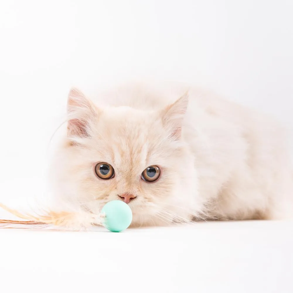 pidan - Bouncy Ball for Cat