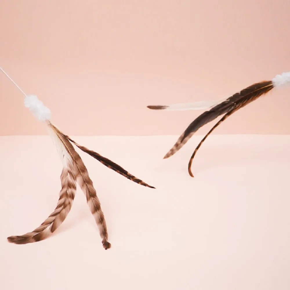 Three Chicken Cat Teaser