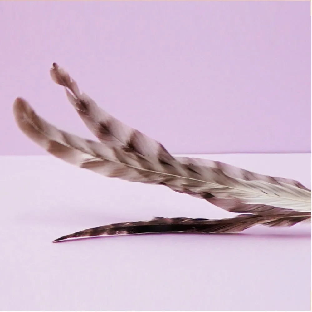 Three Chicken Cat Teaser