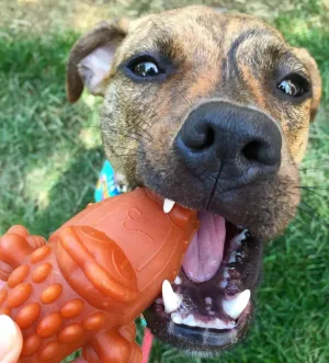 Whimzees by Wellness Daily Dental Alligators